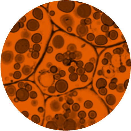 Spiraldot Health microscopic images, close up of cells with orange overlay